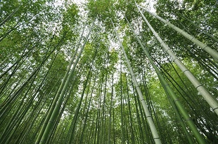 嵐山