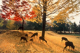 奈良公園