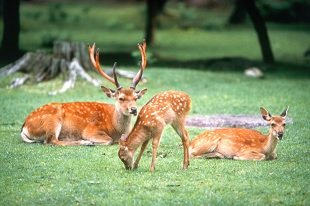 奈良公園