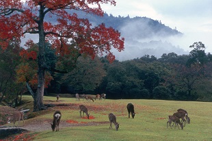 奈良公園